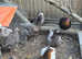Speckled  black rock  copper maran Sussex  hens