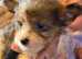 Chinese crested x chihuahua puppies. JUST 3 left now