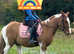 13h gelding
