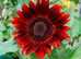 Giant Sunflowers for sale in yellow or red ready for pick up