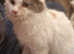 Ragdoll/Ragamuffin tri coloured stunning cat