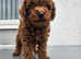 Toy cavapoochon now sold