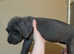 Cane corso puppy