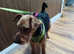 Welsh terrier girl for sale