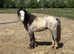 Welsh sec a 2 year old colt