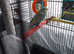 Budgie with cage and all accessories
