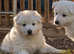 Long Coat Pups - Health tested parents