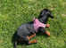 Miniature dachshund puppy for sale