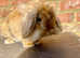 Lionlop male