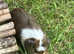 Baby guinea pigs ready now
