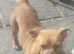 Beautiful boy chihuahua