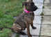 Mastiff cross Belgium malinois