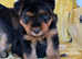 Wawauzer puppies Beautiful