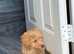 Red kc miniature poodle