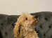 Labradoodle