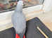 Hand tamed African gray parrot