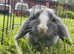 Small animal boarding