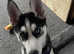 Female husky 13 weeks