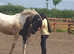 2y/o FriesianX gelding for sale