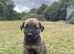 Stunning Working Line Dutch Herder x Alano Espaol