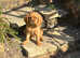 Cavalier King Charles Spaniel Pups.