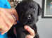 Superb KC reg black working labrador pups