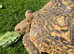Tortoise Leopard female x2