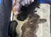 French Bulldog X Miniature Poodle Puppies