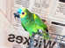 Beautiful young blue fronted Amazon parrot