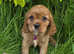 KC Cavalier King Charles Puppies