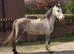 Registered welsh a 5 year old gelding