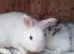 Adorable, cuddly rabbits, white and  1 boy to  go to  a new home. Hey is a 11 weeks old .