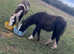 2 Yearling Colts