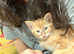 Domestic Shorthair Ginger Cat