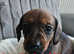 Dachshund puppies (varied prices.)