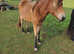 2 Exmoor Ponies yearling