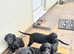 9 week old springador puppy's looking for there forever homes