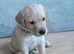 Adorable Labrador Retriever Puppies Looking for Their Forever Homes