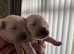 Kc registered golden retrievers
