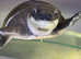 Fly River Turtle (Male)