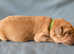 Beautiful Family Raisied KC Labrador Puppies - Needing Forever Homes