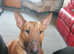 Beautiful Solid Red Female KC Registered English Bull Terrier