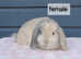Gorgeous mini lop rabbits ready now