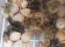 Turkey Poults Bourbon Reds and Norfolk Bronze