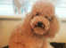 Toy Poodle for stud