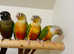 Very beautiful young baby conure parrot