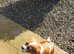 Cavalier King Charles
