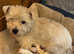 West highland terriers
