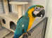 Baby HandReared Blue & Golden Macaw Parrot
