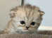 **LAST GIRL** 4 Beautiful Persian kittens
